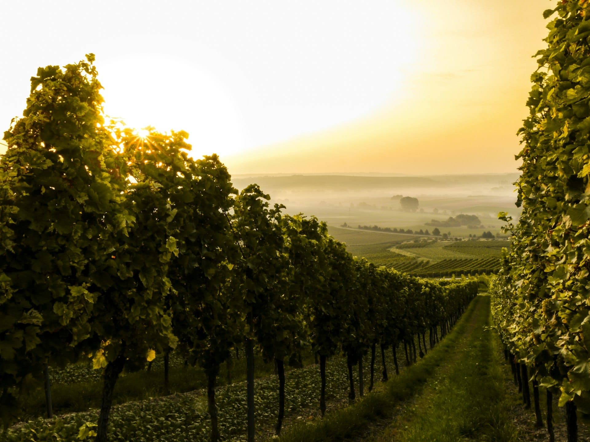 Vineyard rows with grapevines at golden hour with misty landscape
